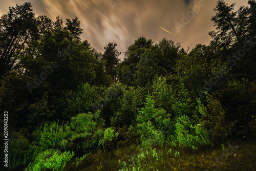A long-exposure night photograph in the forest featuring fireflies; in the background, the pine trees and forest foliage create a beautiful landscape.