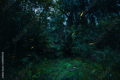 A long-exposure night photograph in the forest featuring fireflies; in the background, the pine trees and forest foliage create a beautiful landscape.
