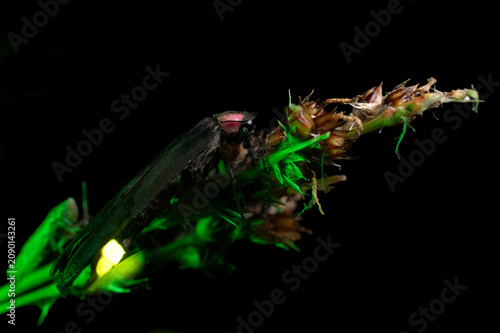 Macro photo of a firefly (Photinus palaciosi) climbing a blade of grass, its tail glowing with bioluminescence.
