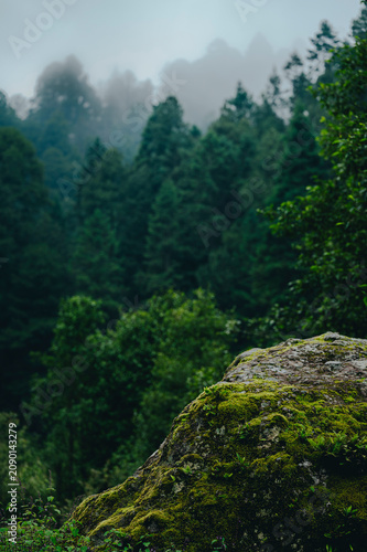 Mountain landscape photograph featuring a beautiful pine forest shrouded in mist at sunset in summer. A huge rock sits in the foreground.