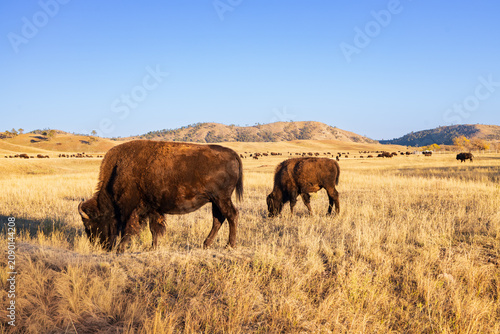 Bison herd grazing in a meadow at Custer State Park, South Dakota
