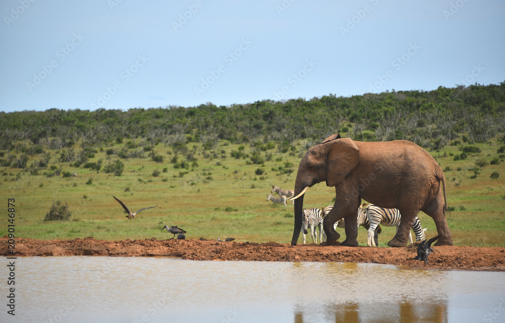 Fototapeta premium Wildlife- South Africa- Large Format Close Up Scene of the Arrival of a Huge Elephant Scaring Away Zebras and Birds From Waterhole
