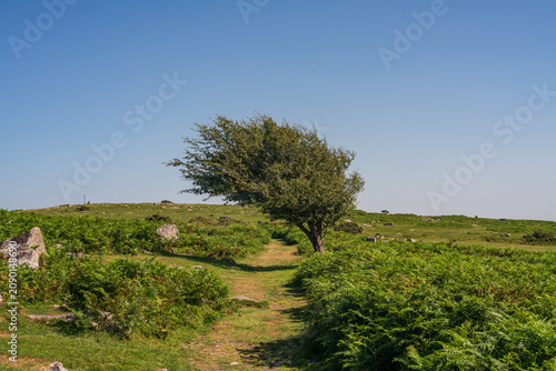 Lone windswept tree beside pathway through ferns and bracken on Bodmin Moor Cornwall