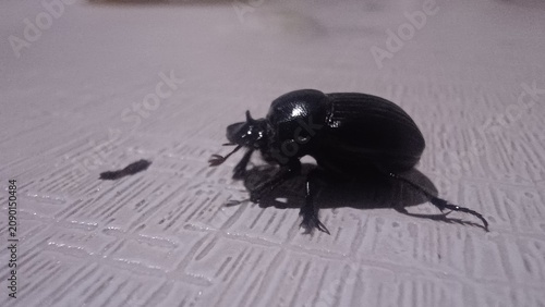 Konstfotografi beetle on the wall