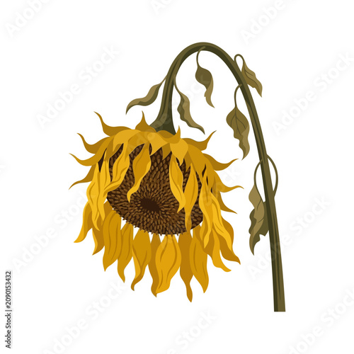 Wilted Yellow Sunflower Illustration Showing A Drooping Flower On A Thin Stem