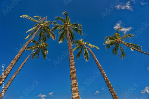 Fotografía Vertical View of Five Very Tall Coconut Palm Trees Under Blue Sky in Waikiki Hawaii