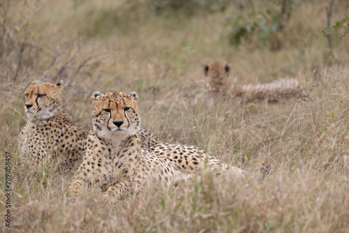 Coalition of Three Cheetahs Resting in Savannah Grass