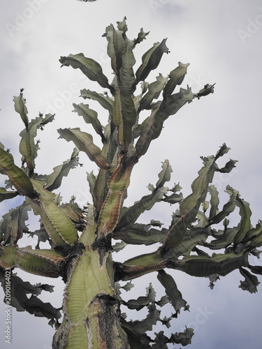 Fotografía Euphorbia Ammak commonly referred to by its popular nickname as African Candelab