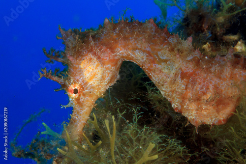 Tableau sur toile A close-up side view of a beautiful seahorse with yellow tones and white spots, resting on the reef's seaweed