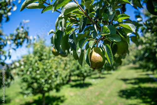 Fotografie Ripe pears hanging from a tree in a commercial orchard