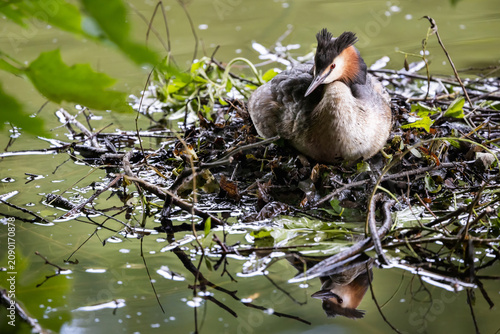 Great crested grebe incubating eggs on the nest