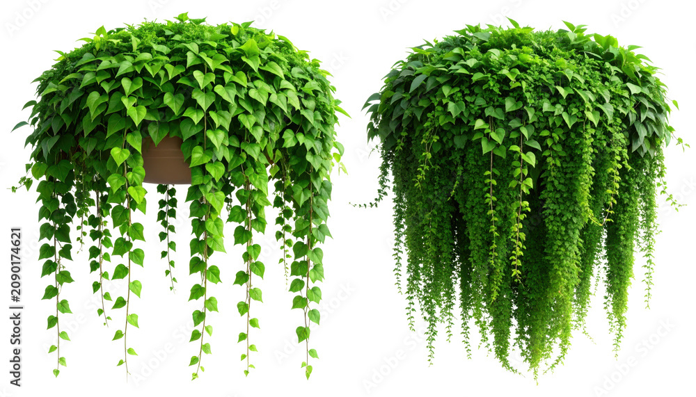 Fototapeta premium PNGMURNI--transparent background Firefly Two lush, cascading ivy plants with dense green foliage and delicate trailing v