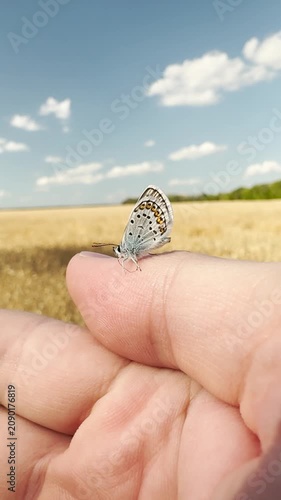 Butterfly moment on a finger, wheat fields stretching to the horizon, delicate wings reflecting the sunlight, countryside tranquility captured, the beauty of small creatures, interaction between human