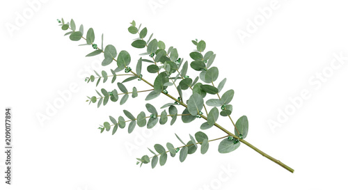 Fotografi Fresh green eucalyptus branch with aromatic leaves PNG on white background, silv