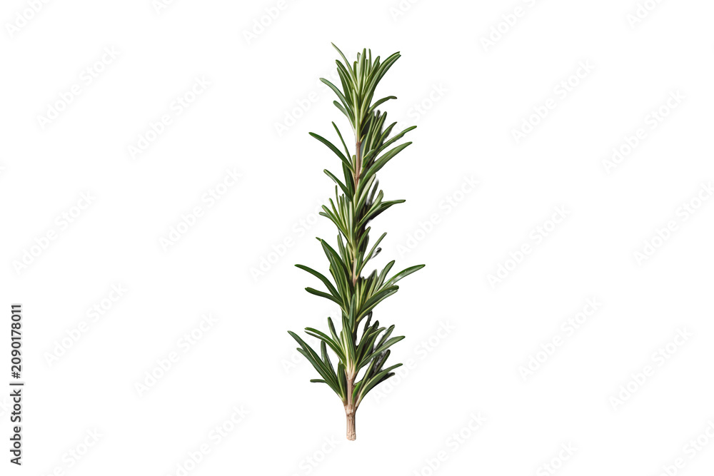 Fototapeta premium Fresh rosemary sprig with green leaves, essential herb for cooking, seasoning, aroma, and natural health, on transparent background