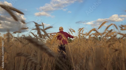 Boy flying kite wheat field, child playing colorful kite, golden wheat field under bright sky, carefree boy enjoying wind, happiness freedom nature, kite soaring high open field, joyful childhood