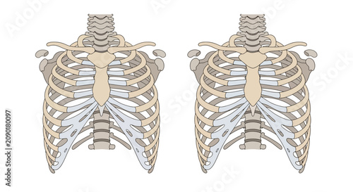 Human Ribcage Anatomy Bone Structure.