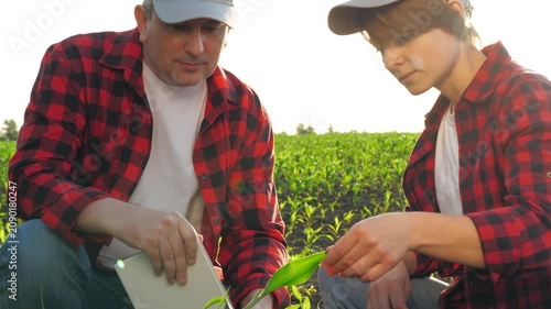 Man and woman farmer agronomist checking corn seedling green leaf use tablet at field. Two agricultural worker colleagues control cultivation of maize harvest examining and analyzing together