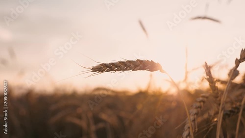 Dry yellow wheat ear at agricultural field sunset sun sunlight closeup. Golden cereal plant grain harvest growth ripe stem countryside cultivation barley seed meadow plantation at sunrise sky horizon
