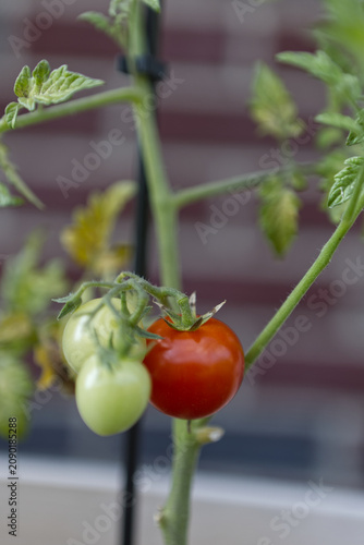 Organic cherry tomatoes on the vine