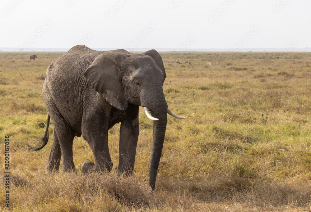 Fototapeta premium An African bush elephant bull walks across the grasslands of Amboseli National Park, Kenya.