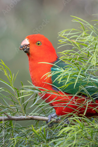 Australian King-parrot (Alisterus scapularis), Narooma, NSW, July 2025
