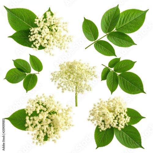 Elderflower (Sambucus nigra) Tea Flowers