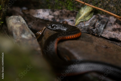 Red-Bellied Black Snake (Pseudechis porphyriacus) juvenile, Deua NP, NSW, May 2026