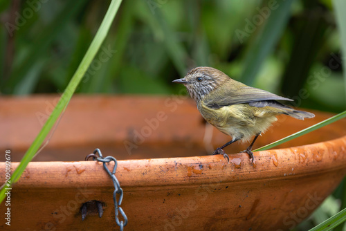Striated Thornbill (Acanthiza lineata), Narooma, NSW, May 2026