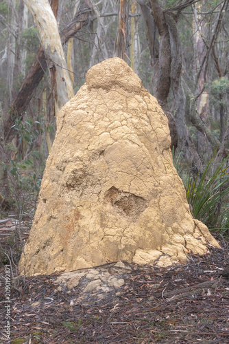 Termite mound, Deua NP, NSW, May 2026