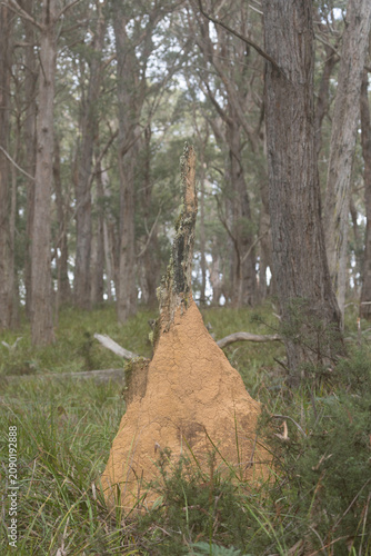 Termite mound, Deua NP, NSW, May 2026