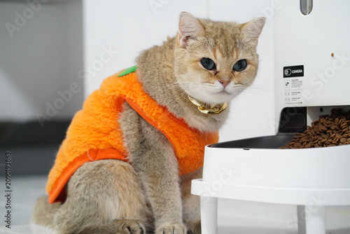 Konstfotografi Cat pet orange costume golden fur blue eyes collar eating automatic feeder indoor cute expression