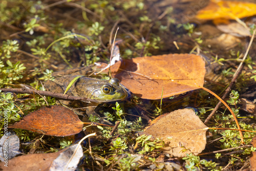 Valokuva An American Bullfrog (Larus delawarensis) sits motionless in a pond surrounded by autumn leaves