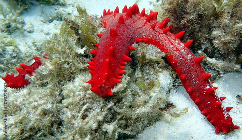 Obraz na płótnie Philippines sea life