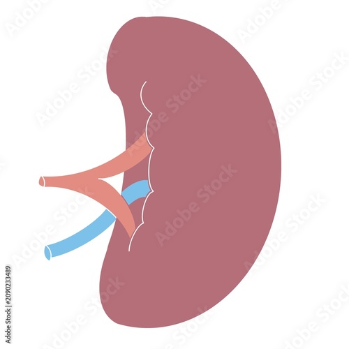 Human Spleen Flat Anatomy Vector Illustration Isolated