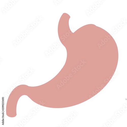 Human Stomach Flat Anatomy Vector Illustration Isolated