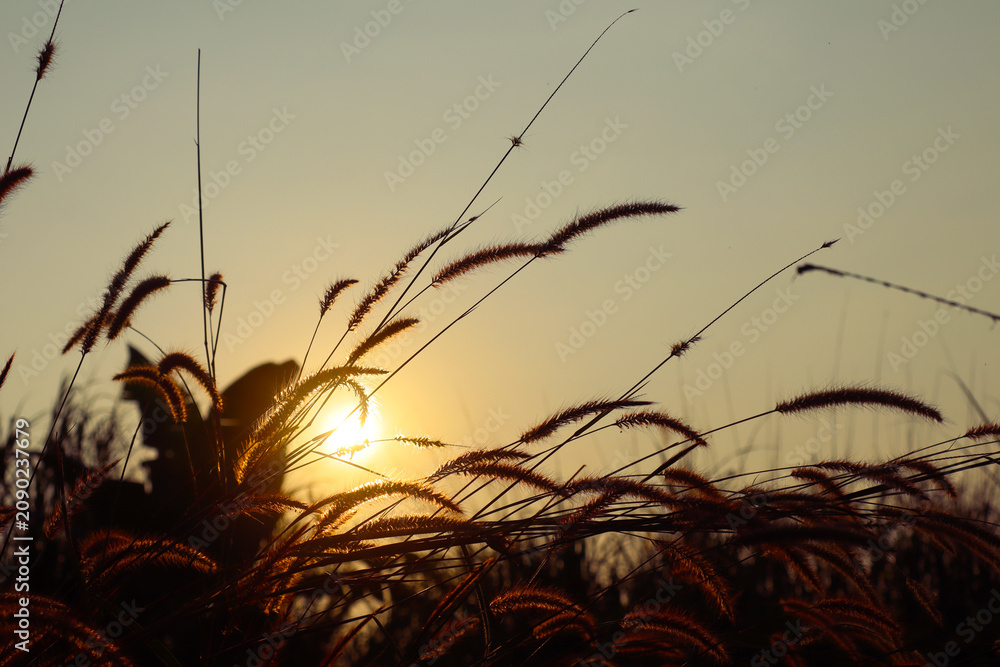 Obraz premium Grass silhouette against golden sunset sky with backlight.