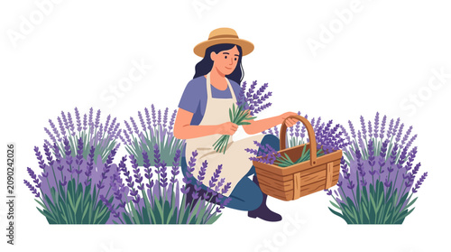 Young female gardener harvesting purple lavender flowers into a wooden basket flat design vector illustration