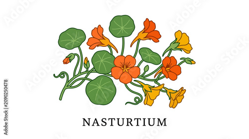 Vibrant botanical illustration capturing the essence of nasturtium flowers with their distinctive round leaves and bright orange and yellow blossoms, perfect for natural and organic designs