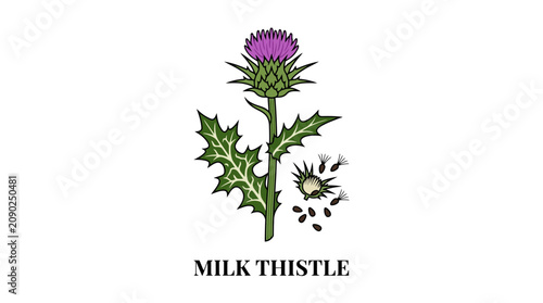 Detailed botanical illustration of a vibrant purple milk thistle plant with spiky green leaves and scattered seeds, showcasing its natural beauty and herbal significance