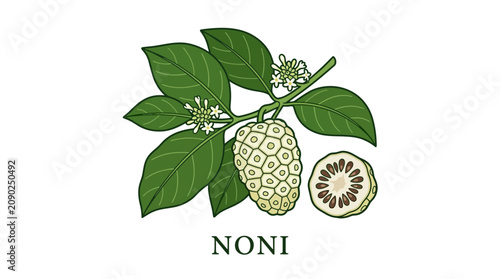 Botanical illustration of noni plant branch featuring its unique green fruit, lush leaves, and delicate flowers, alongside a detailed cross-section