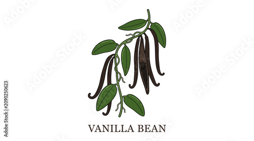 Detailed botanical illustration of a vanilla planifolia vine, showcasing the clustered fragrant seed pods and vibrant green foliage, representing a key ingredient for exquisite culinary creations