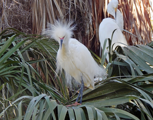 Snowy Egret Great Egret in Palm