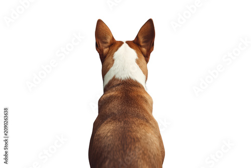 Dog sitting with back to viewer with white and brown fur and upstanding ears, looking forward on transparent background