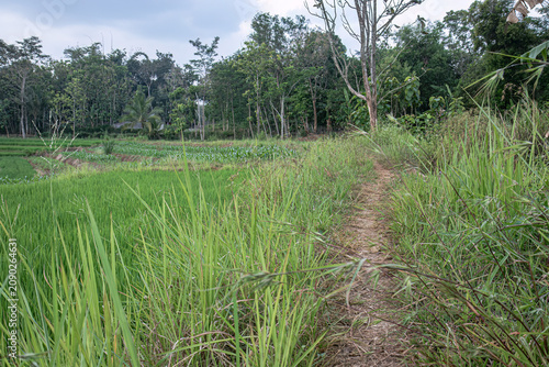 Narrow rural path runs between lush rice fields and tall grass, fitting agriculture, village access, irrigation edges, landscape design, and countryside travel themes