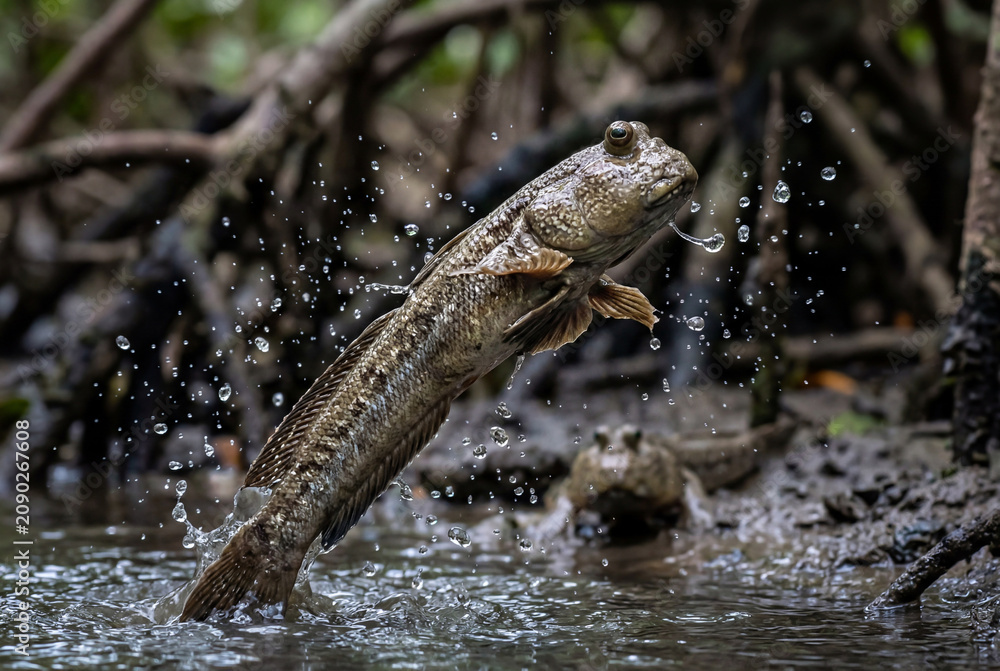 Fototapeta premium Mudskipper fish leaping out of water with dynamic splash detail