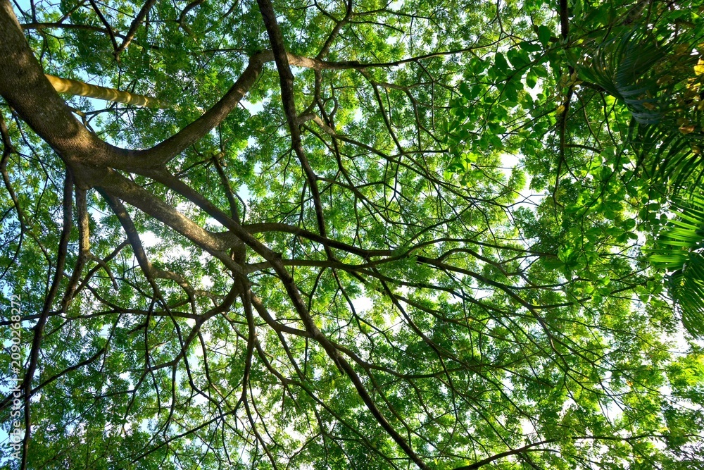 Fototapeta premium Lush Green Tree Canopy and Sprawling Branches Seen from Below