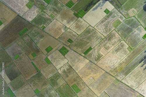 Aerial Top-Down View of Plowed Muddy Rice Paddies and Green Seedbeds in Aceh, Sumatra, Indonesia
