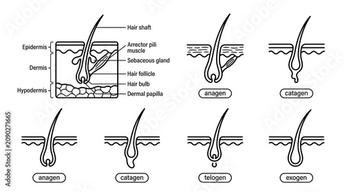 Foto Hair Growth Cycle Diagram: Anagen, Catagen, Telogen, Exogen Phases