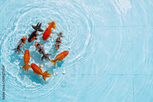 School of goldfish swimming in clear blue water